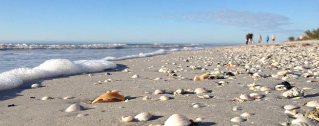 Shells on Indian Rocks Beach, FL